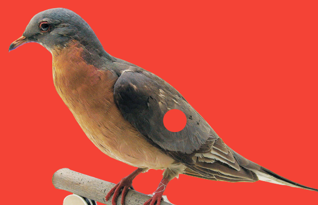 passenger pigeon